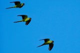 Black-hooded Nanday parakeets flying past
