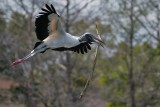 Wood stork with a big stick