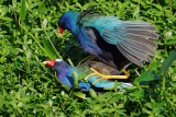 Purple gallinules mating