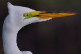 Closeup of a great egret