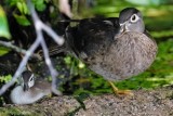Female wood duck with duckling