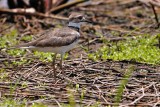 Killdeer