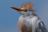 Cattle egret closeup