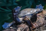 Young Florida softshell turtle