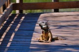 Green iguana face-off on the boardwalk