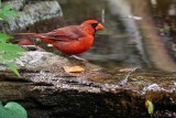 Cardinal having a drink