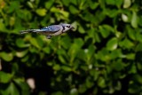 Blue jay in flight