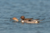 PIJLSTAART northern pintail