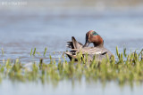 WINTERTALING teal