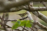 Tennesseeskogssngare - Tennessee Warbler (Oreothlypis peregrina)