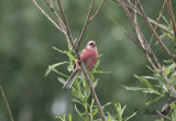 Lngstjrtad rosenfink - Long-tailed Rosefinch (Uragus sibiricus)