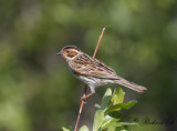 Dvrgsparv - Little Bunting (Emberiza pusilla)