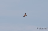 Kejsarörn - Imperial Eagle (Aquila heliaca)