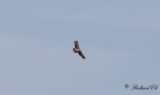 Kejsarörn - Imperial Eagle (Aquila heliaca)
