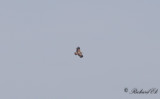 Kejsarörn - Imperial Eagle (Aquila heliaca)