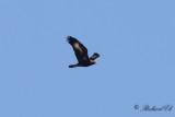 Kungsörn - Golden Eagle (Aquila chrysaetos)