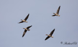 Bläsgås - Greater white-fronted Goose (Anser albifrons)
