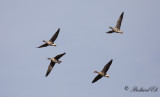 Blsgs - Greater white-fronted Goose (Anser albifrons)