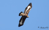 Kungsörn - Golden Eagle (Aquila chrysaetos)