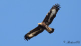 Kungsörn - Golden Eagle (Aquila chrysaetos)