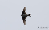 Hussvala - House Martin (Delichon urbicum)