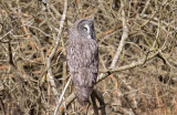 Lappuggla - Great Grey Owl (Strix Nebulosa)