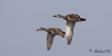 Snatterand - Gadwall (Anas strepera)