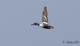 Skedand - Northern Shoveler (Anas clypeata)