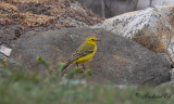Gulärla - Yellow Waigtail (Motacilla flava flavissima/lutea)