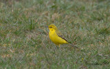 Gulärla - Yellow Waigtail (Motacilla flava flavissima/lutea)
