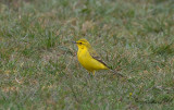 Gulrla - Yellow Waigtail (Motacilla flava flavissima/lutea)