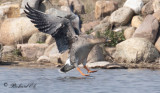 Sädgås - Bean Goose (Anser fabalis)