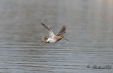 Enkelbeckasin - Common Snipe (Gallinago gallinago)