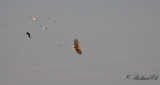 Havsörn - White-tailed Eagle (Haliaeetus albicilla)