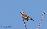 Stenskvätta - Northern Wheatear (Oenanthe oenanthe)