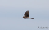 Ängshök - Montagu's Harrier (Circus pygargus)