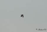 Gråhuvad vipa - Grey-headed Lapwing (Vanellus cinereus)