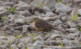 Gulgrå sparv - Cinereous Bunting (Emberiza cineracea)