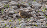 Gulgr sparv - Cinereous Bunting (Emberiza cineracea)