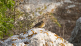 Gulgrå sparv - Cinereous Bunting (Emberiza cineracea)