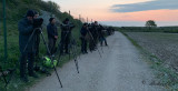 Cinereous bunting - twitchers
