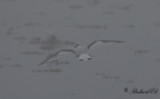 Dvärgmås - Little Gull (Larus minutus)