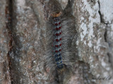 Lvskogsnunna - Gypsy moth (Lymantria dispar)