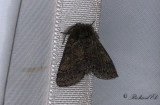 Vecklarspinnare - Dusky Marbled Brown (Gluphisia crenata)