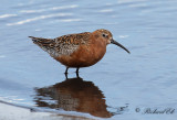 Spovsnppa - Curlew Sandpiper (Calidris ferruginea)