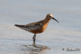 Spovsnäppa - Curlew Sandpiper (Calidris ferruginea)