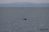Tumlare - harbour porpoise (Phocoena phocoena) 