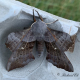 Poppelsvrmare - Poplar Hawk-moth (Laothoe populi) 