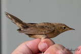 Gräshoppsångare - Grasshopper warbler (Locustella naevia)