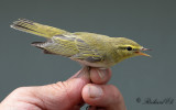 Grönsångare - Wood Warbler (Phylloscopus sibilatrix)